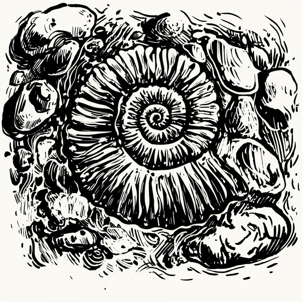 newammonites